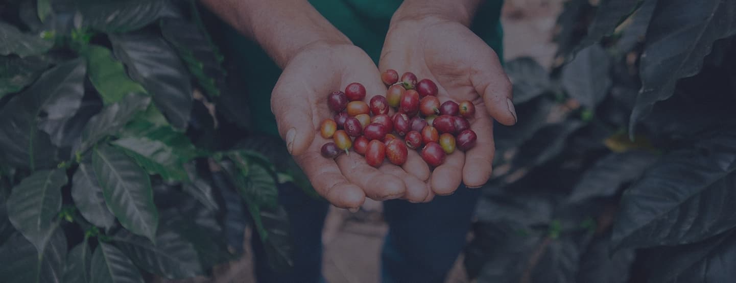 Coffee cherries in hands