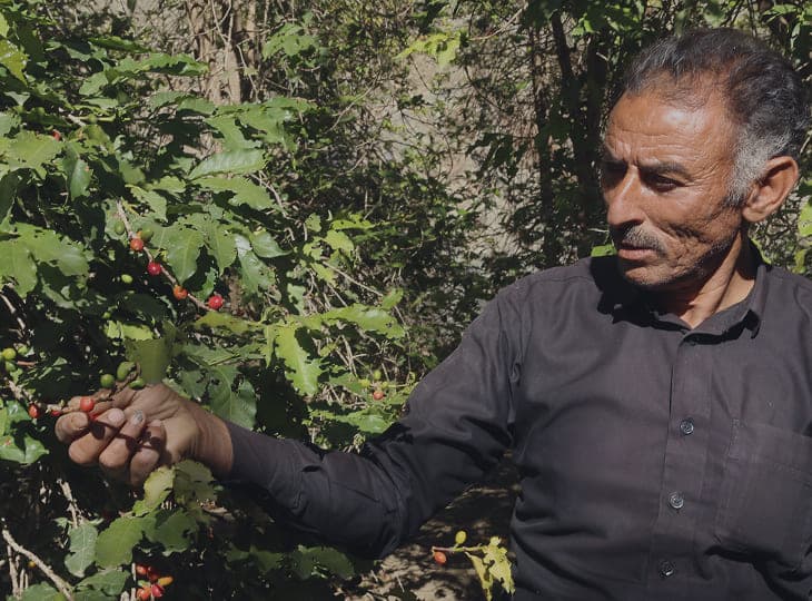Yemeni coffee farmer with coffee cherries