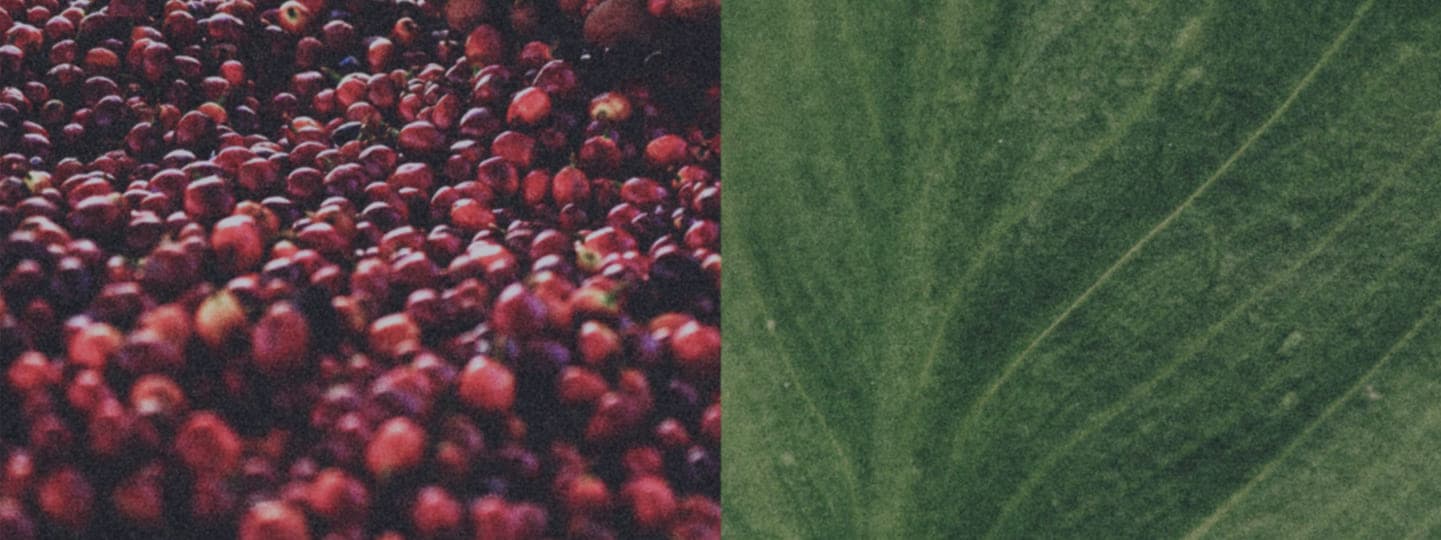 Coffee cherries pile