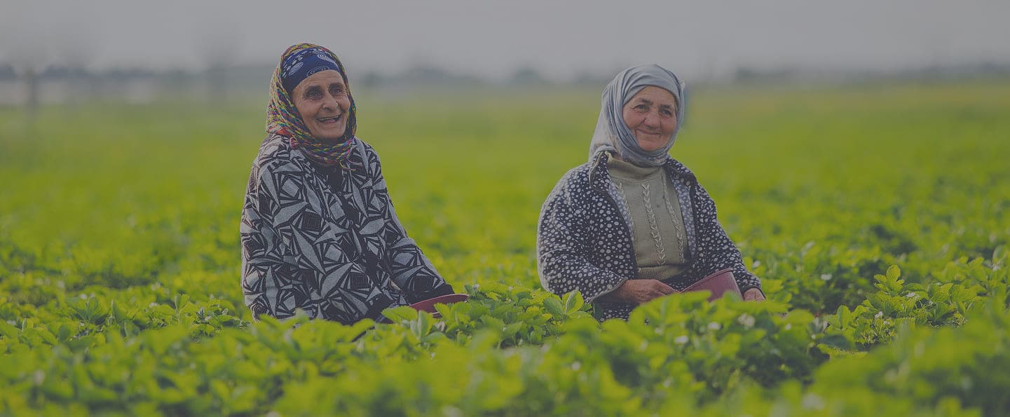 Coffee fields landscape
