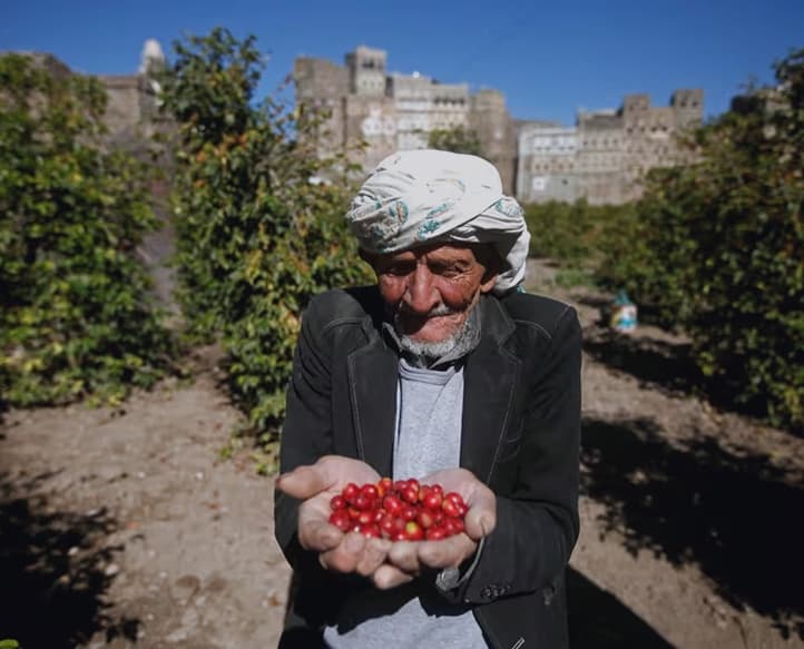 Yemeni farmer holding coffee cherries