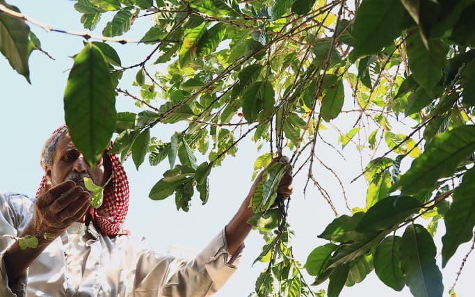 Coffee cultivation in Yemen mountains