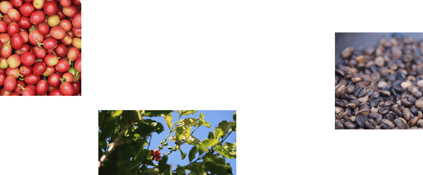 Coffee production stages